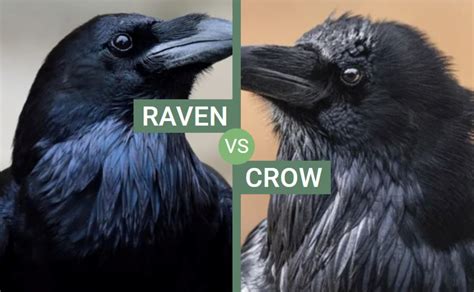 in what ways are humans similar to ravens